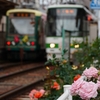 東京さくらトラム（都電荒川線）の旅⑧『薔薇と都電荒川線』