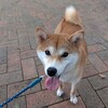 何度でも何度でもからの🔥燃えよ心のシャマー