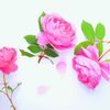 ダマスクローズのアロマテラピー効果とは？美肌に導く効能を解説