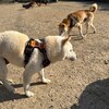 老犬ホームあん｜新人さん ヤマト^^