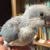 オキナインコの「ほーちゃん」