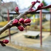 中央公園の梅