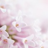 Spring Data JPAでテキストファイルをPostgreSQLのbytea型のカラムに出し入れしてみる