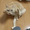 2月22日→にゃん・にゃん・にゃん→ねこの日 2023