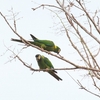 Yellow-collared Macaw キエリヒメコンゴウインコ