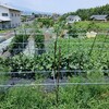 実家の畑で農作業でした