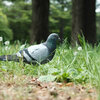 都会の鳩が歩くワケ