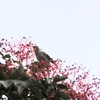 ミズキの実に集まる野鳥達