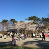 秋田市内のお花見ランその１（高清水公園・千秋公園）