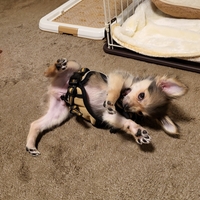 子なし夫婦　我が家の愛犬になったゴン太君ワクチン接種後、初の外出