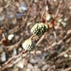 弘法大師空海のお話㉙ ～ 谷中清水稲荷、お大師さまの慈悲の面影 ～ 「法の水茎」151
