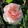 ピンクのバラも咲いた♪　東京アラート発動、ブルーインパルスは誰の発案、米軍人も憲法尊重などアレコレ