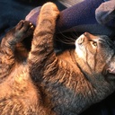 明日も地球回るから