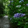  高崎 清水寺　〜 石の階段と紫陽花 〜