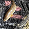 新緑季の錆（サビ）が残る岩魚が釣れた（長良川水系支流）
