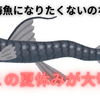 【中高一貫校】深海魚になりたくないのなら、中１にとってこの夏休みが最重要な時期である理由　数学編