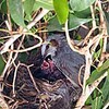 鉢植えにヒヨドリが新居　札幌