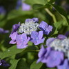 濡れた紫陽花
