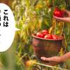 プチトマトはレンチンするとうまい
