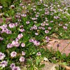 ヒメイワダレソウの花
