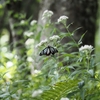 あとはまとめて入笠すずらん山野草公園