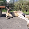 嫁と一緒に🦒いざ鹿児島へ vol,12 コアラの顔も様々🐨平川動物公園🦘