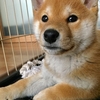 柴犬の魅力ってなに？