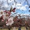 【お花見】3/28 代々木公園 桜の開花状況：お花見プチ情報 (2017/3/28)