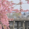 京都の河津桜を探せ『三条大橋、淀水路』