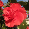 花嫁は中国から １０首
