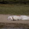 近隣郊外のねこさん