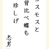 コスモスと 背比べ蝶も 珍しげ