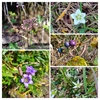 山で出会った花