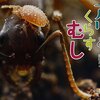 　アリとくらすむし（2016 　低学年　課題図書）