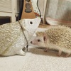 メロちゃん&メロちゃん？？