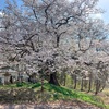【長野・小川村】「立屋の桜」「番所の桜」「桜山」の桜情報2023