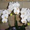 涼しげな白い胡蝶蘭