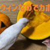 文鳥さんも今日はハロウィンだからカボチャにチャレンジ