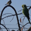 インコとジョウビタキ