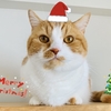 クリスマス先取り！猫仲間から届いた愛猫へのクリスマスプレゼントをご紹介。