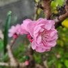 庭の花
