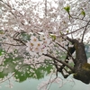 【桜便り】千鳥ヶ淵の桜