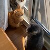 きなこちゃんとミケ茶、つみれちゃんがいっぱい38　猫3匹と暮らす夫婦