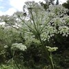 秋の河原にフェンネルに似た白の花等　はてなが沢山