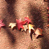 トムソーヤ島の紅葉