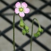 食虫植物の花