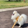 顔色が悪い犬…えっ？