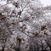 桐生市内の桜