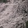 水の上の桜（2/2）
