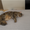 ゴロゴロするあんころもち特集98